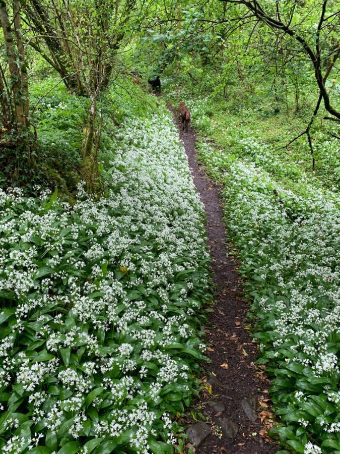 Kabin In The Woods Villa Llandybie Luaran gambar