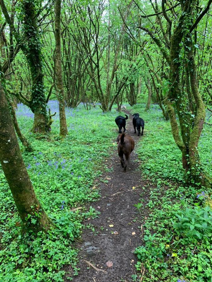 Kabin In The Woods Villa Llandybie Luaran gambar