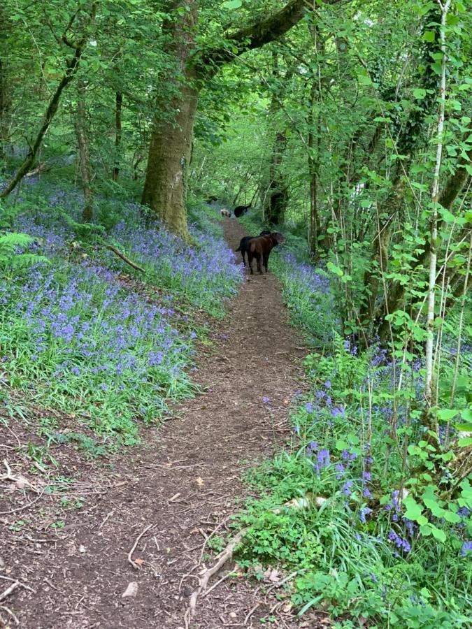 Kabin In The Woods Llandybie Luaran gambar