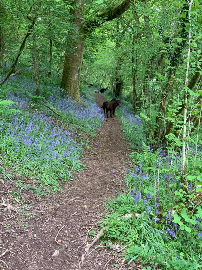 Kabin In The Woods Villa Llandybie Luaran gambar