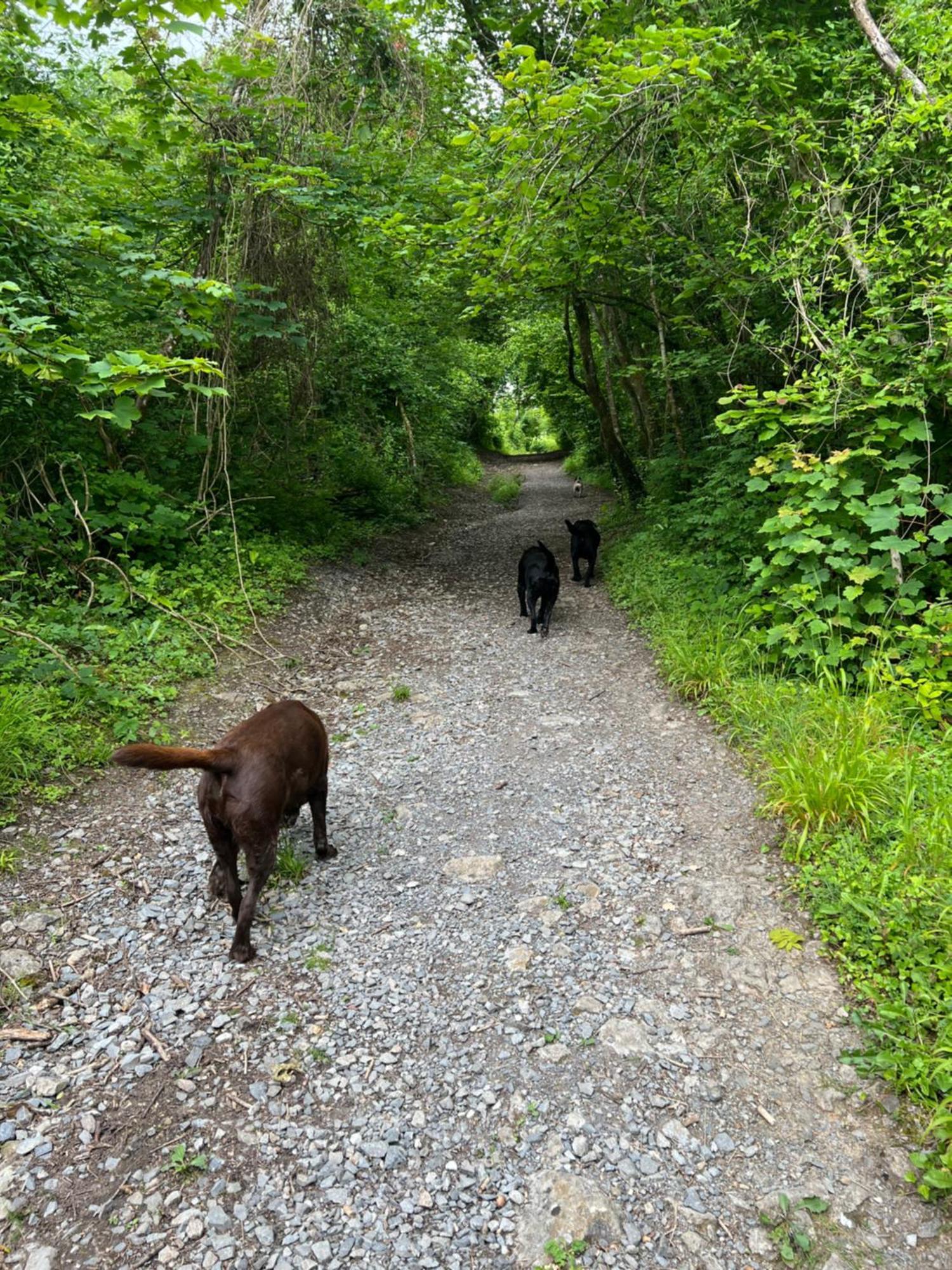 Kabin In The Woods Llandybie Luaran gambar